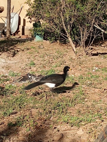 Bare-faced Curassow