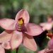 Thelymitra × macmillanii - Photo (c) Jenny Holmes, all rights reserved, uploaded by Jenny Holmes