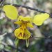 Diuris × palachila - Photo 由 Jenny Holmes 所上傳的 (c) Jenny Holmes，保留所有權利