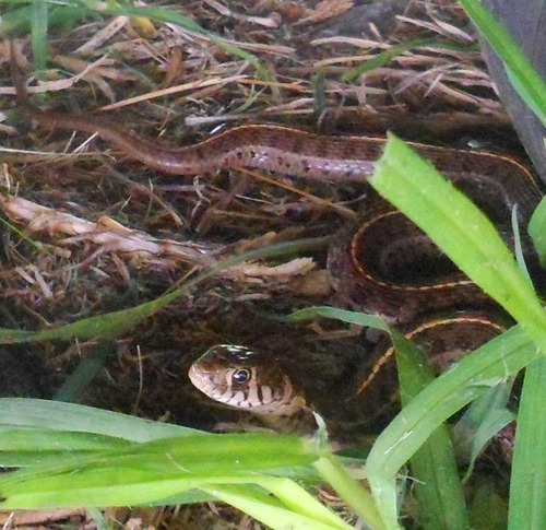 Short-tail Alpine Garter Snake