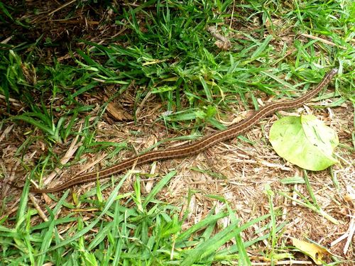 Short-tail Alpine Garter Snake