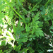 Annual Ragweed - Photo (c) Becca Swadek, all rights reserved, uploaded by plantnerd_nyc