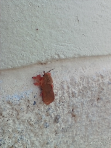Thoscora ribbei