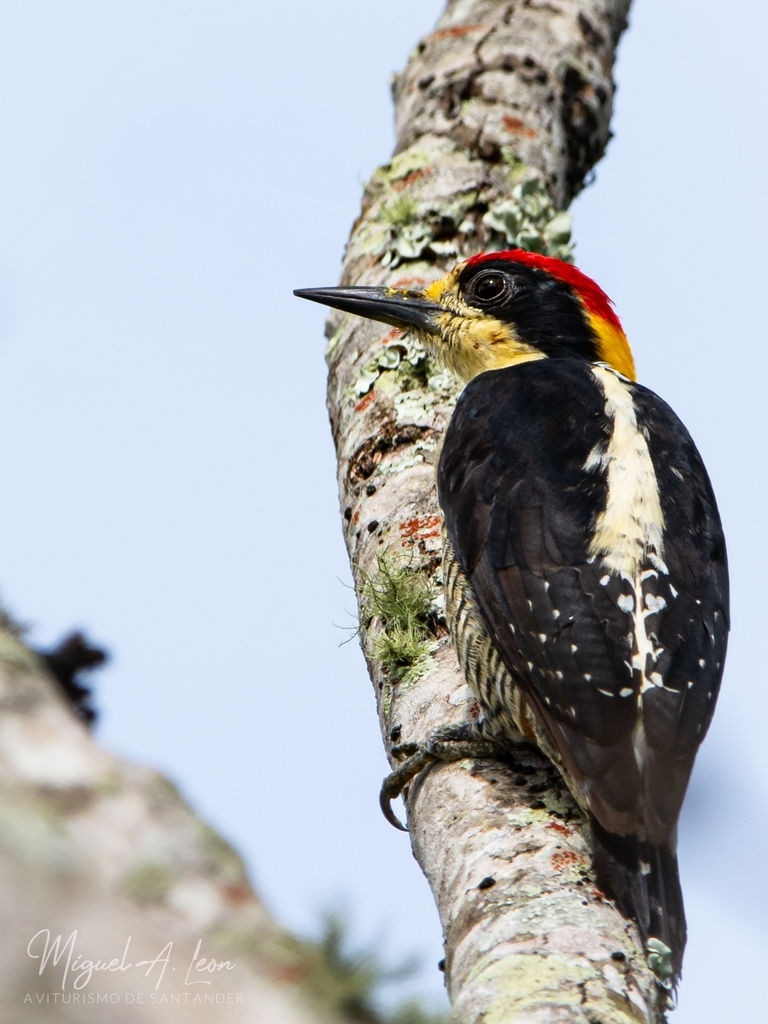 Beautiful Woodpecker photo
