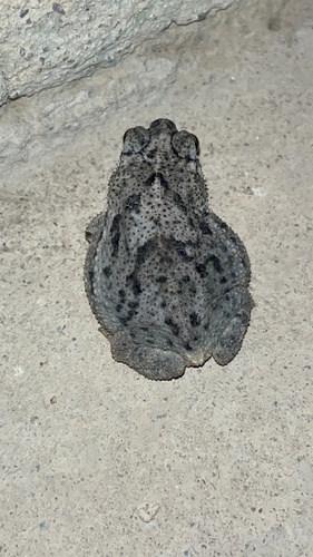 Rhinella merianae