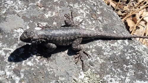 iNaturalist observation photo of Western Fence Lizard