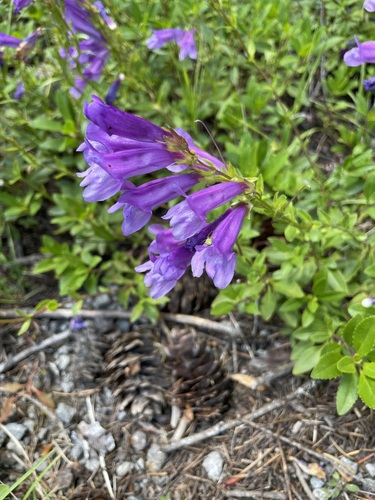 Penstemon cardwellii