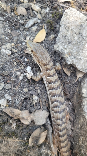 iNaturalist observation photo of Southern Alligator Lizard