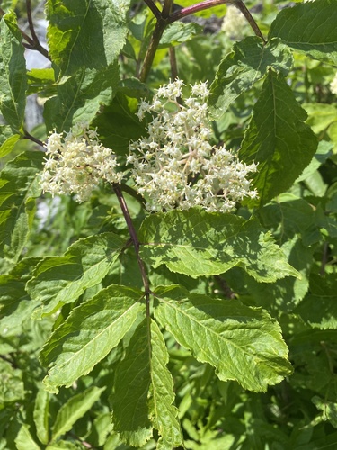 red-berried elder