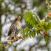 Jamaican Red-tailed Hawk - Photo (c) Juan Sangiovanni, all rights reserved, uploaded by Juan Sangiovanni