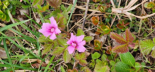 Arctic raspberry