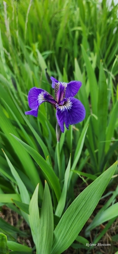 Beach-head Iris