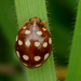 Cream-spotted Ladybird - Photo (c) jen dawe, all rights reserved, uploaded by jen dawe
