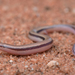 Lerista labialis - Photo (c) Tom Frisby, kaikki oikeudet pidätetään, lähettänyt Tom Frisby