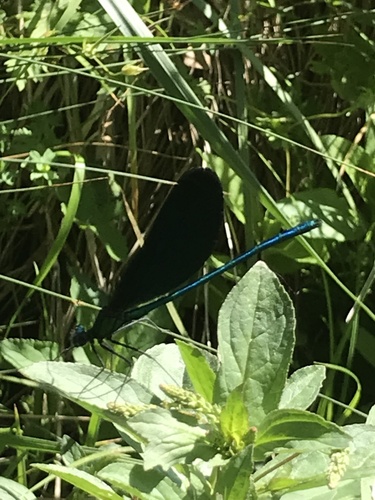 Beautiful Demoiselle