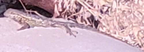 iNaturalist observation photo of Western Fence Lizard