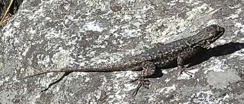 iNaturalist observation photo of Western Fence Lizard