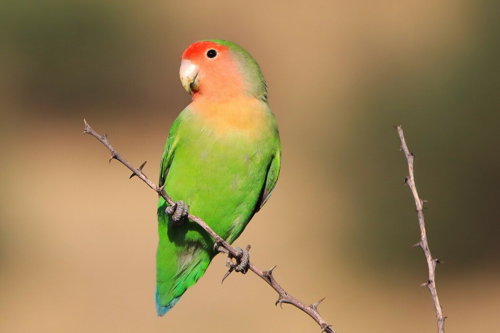 Rosy-faced Lovebird photo