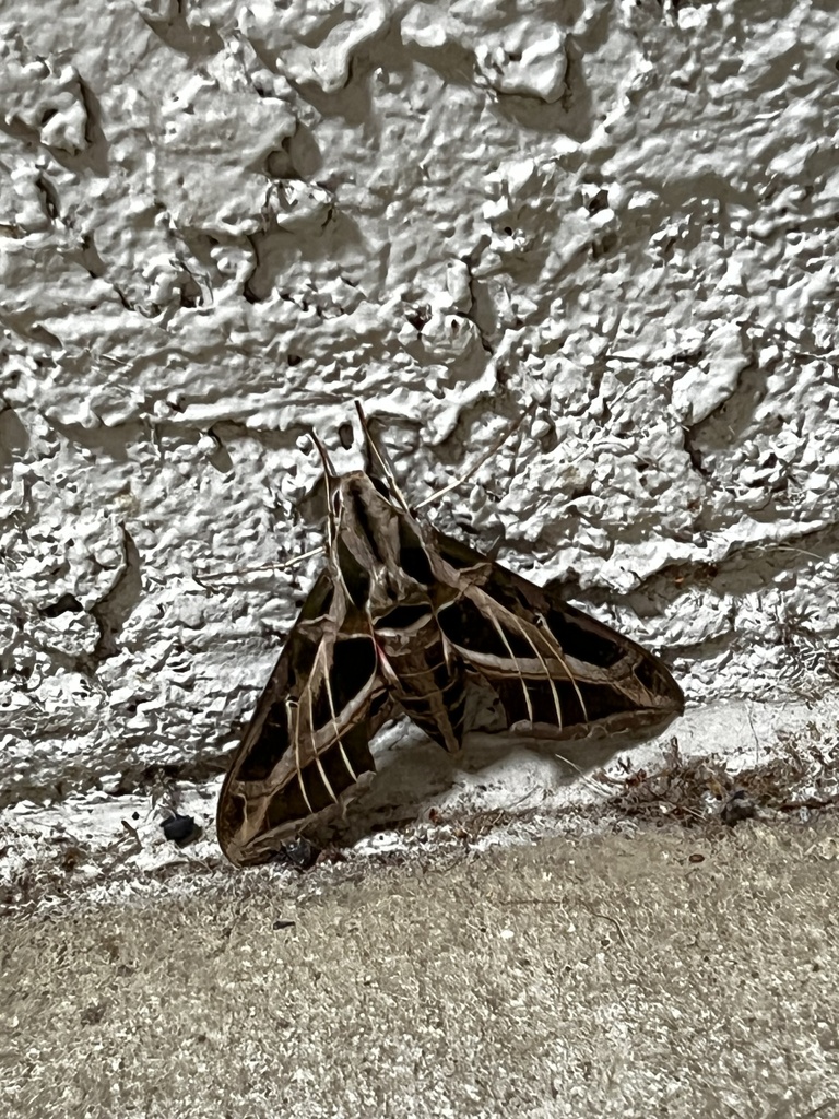 Vine Sphinx from Almeda Rd, Houston, TX, US on June 21, 2024 at 01:44 ...