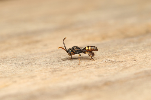 Nomada discrepans