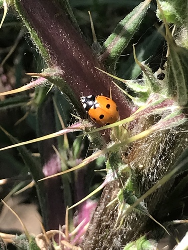 Seven-spotted Lady Beetle