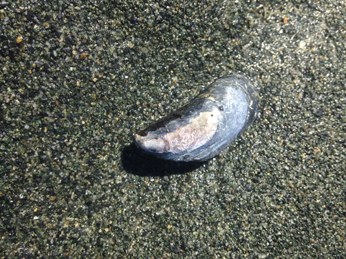 Northern Bay Mussel