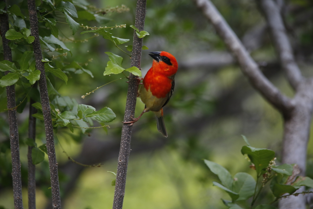 Aldabra Fody (Foudia aldabrana) photo
