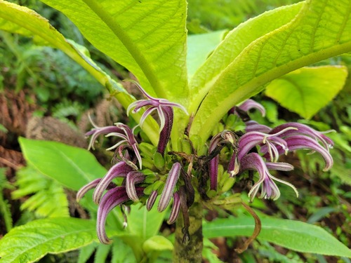 Cyanea crispa