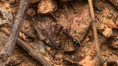 Anochetus obscuriorAnochetus obscurior
