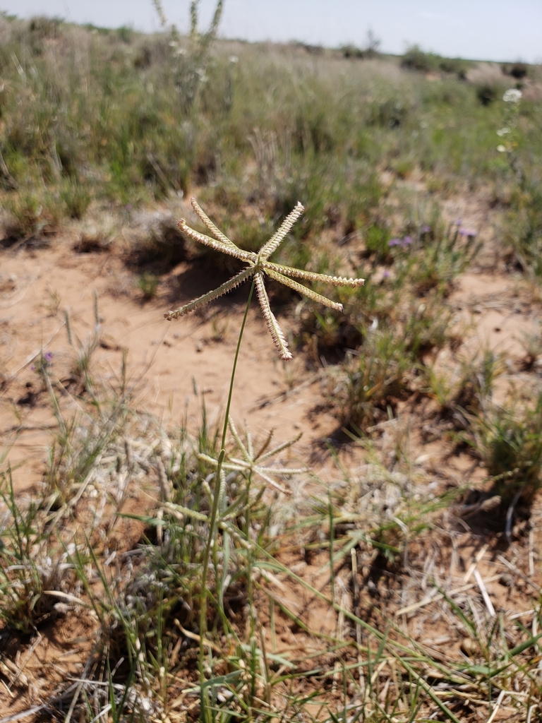 Herbe moulin à vent à capuchon (Chloris cucullata) - PictureThis