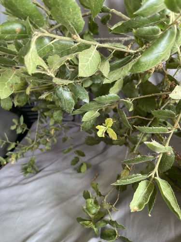 iNaturalist observation photo of coast live oak