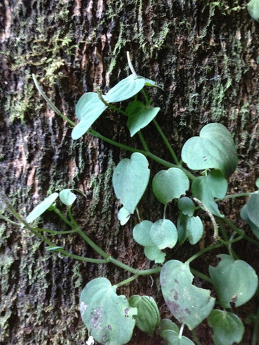 Peperomia balansana