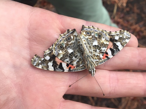iNaturalist observation photo of Painted Lady