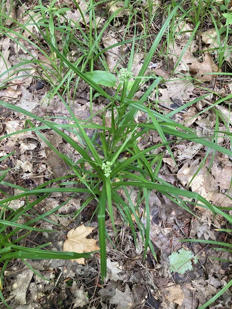 Scirpus Bulrushes from Simcoe County, ON, Canada on June 21, 2024 at 11 ...