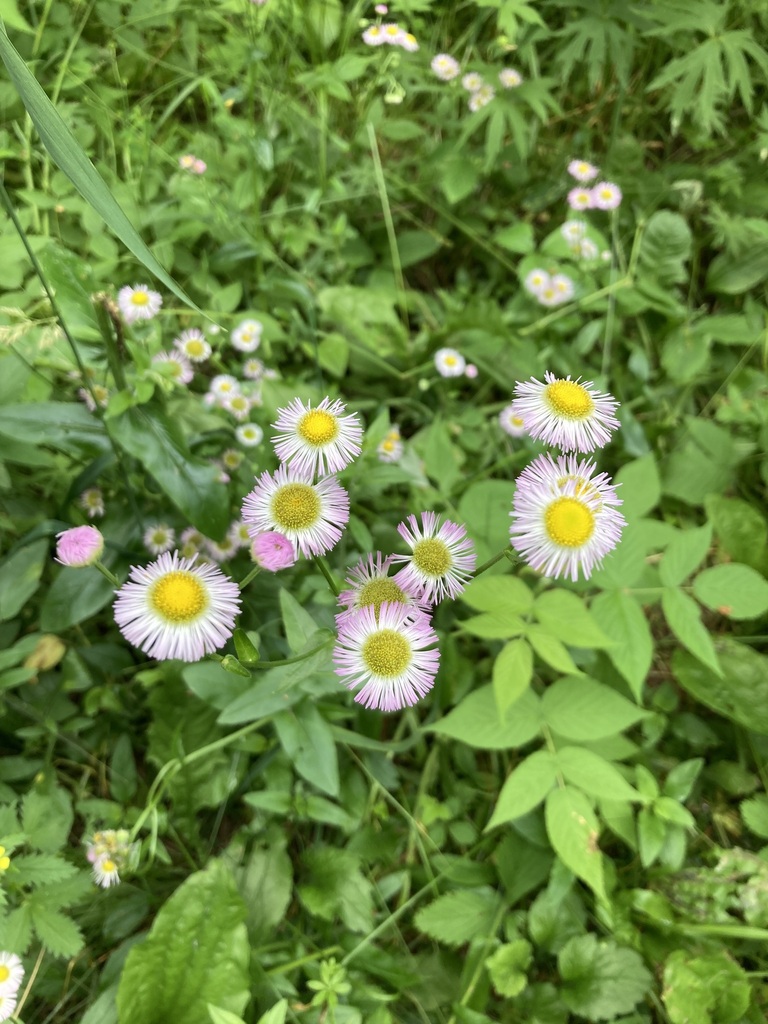 philadelphia-fleabane-from-simcoe-county-on-canada-on-june-21-2024