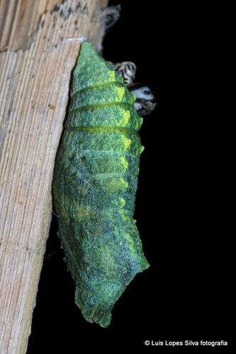 Machaonas nuotrauka