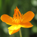 Chinese Globeflower - Photo (c) flickerer2004, all rights reserved