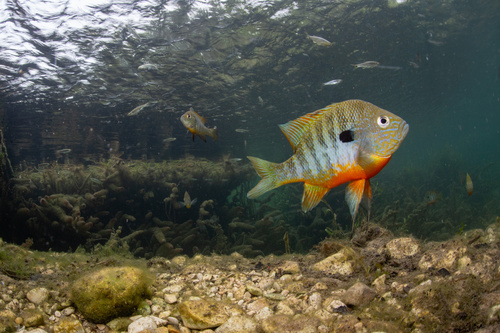 Plains Longear Sunfish