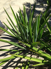Image of Yucca filamentosa