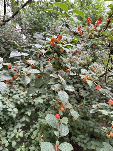 Nanking Cherry