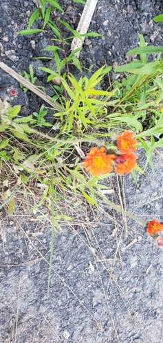 orange hawkweed