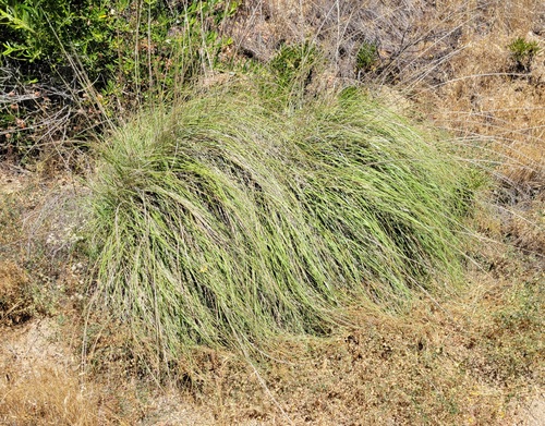Deergrass foliage