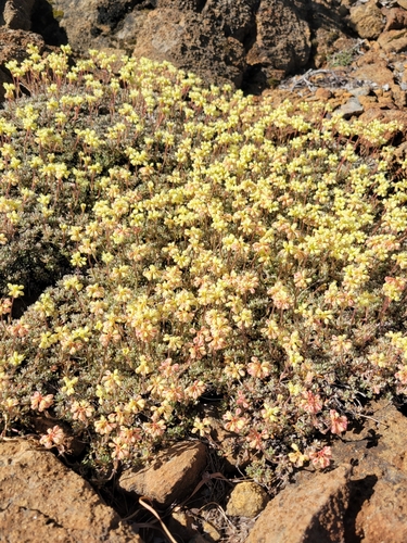 Eriogonum kelloggii