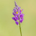 Chapman's Milkwort - Photo (c) Clarence Holmes, all rights reserved