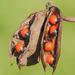 Rosary Pea - Photo (c) Clarence Holmes, all rights reserved