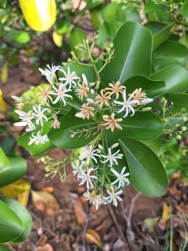 Erithalis odorifer Jacq.
