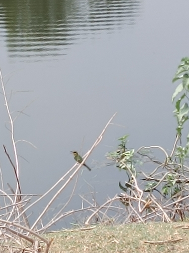Asian Green Bee-eater