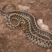 Checkered Garter Snake - Photo (c) Alice Abela, all rights reserved