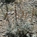Artemisia mongolorum - Photo (c) Oyuntsetseg Batlai, todos los derechos reservados, subido por Oyuntsetseg Batlai