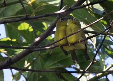 Zosterops kulambangrae tetiparius (Bird Species Guide - Tetepare ...